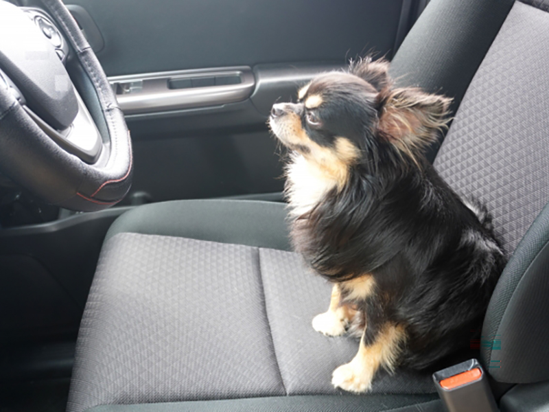 ペット（犬・猫）臭の車内清掃・消臭クリーニング